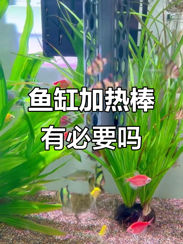 鱼缸加热棒到底值不值得买？避免水温波动的关键