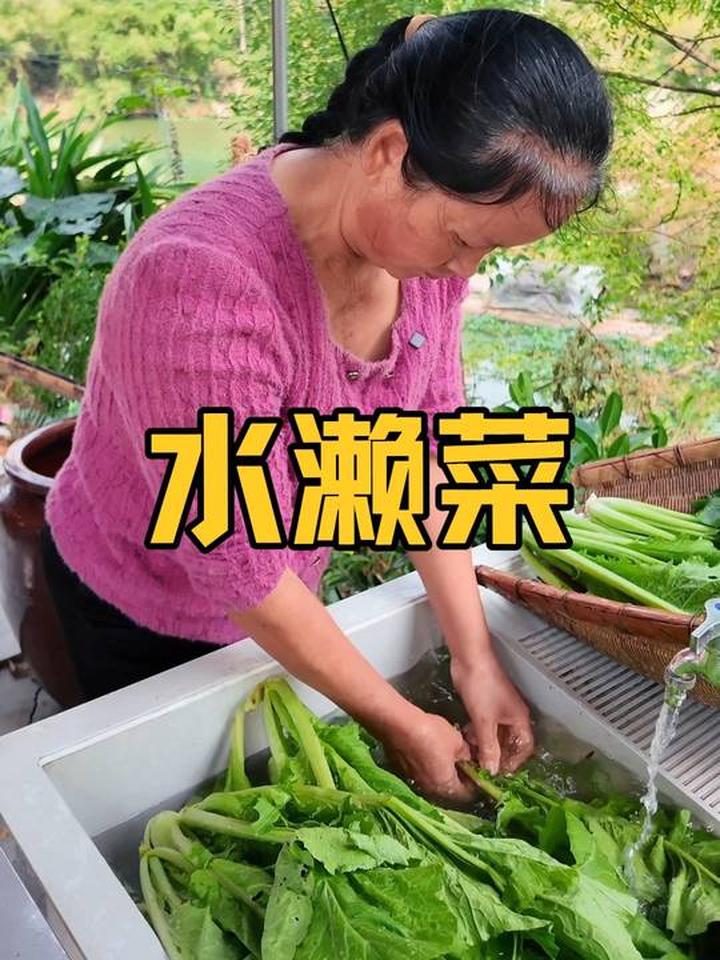 用芥菜做水濑菜，颜色金黄，酸酸脆脆超下饭