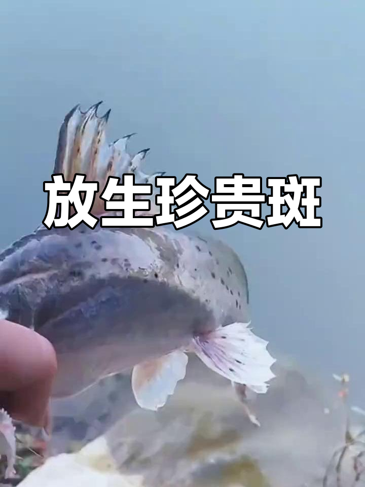 钓友放生珍稀斑鳠,国家二级保护动物获新生