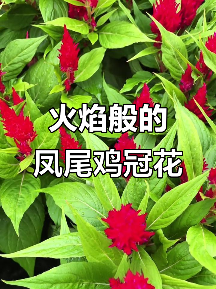 凤尾鸡冠花:远看如火焰,近看似珊瑚,独特造型惊艳花园