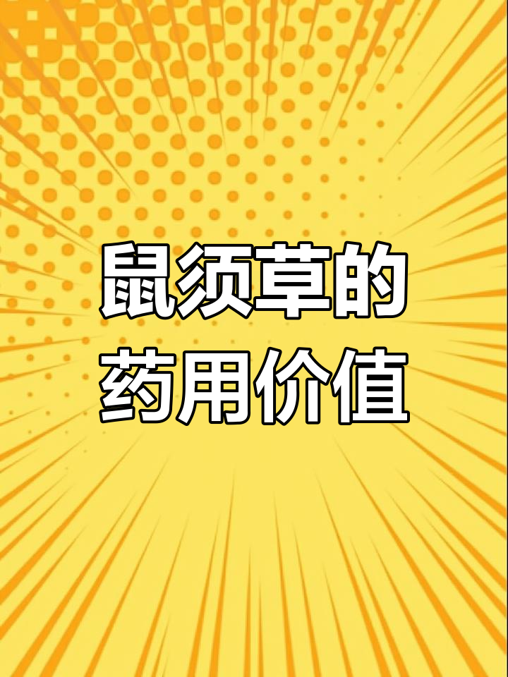 鼠须草:清明菜与药材的完美结合,止咳化痰效果超乎想象