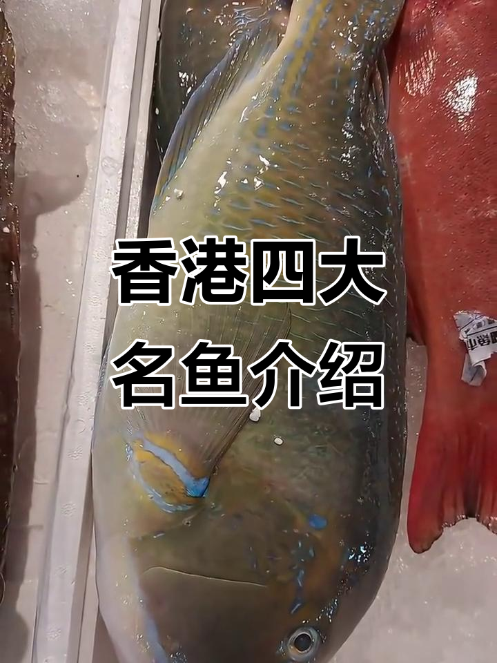 香港四大名鱼大揭秘:老鼠斑、龙王鲷与青衣的美味秘密