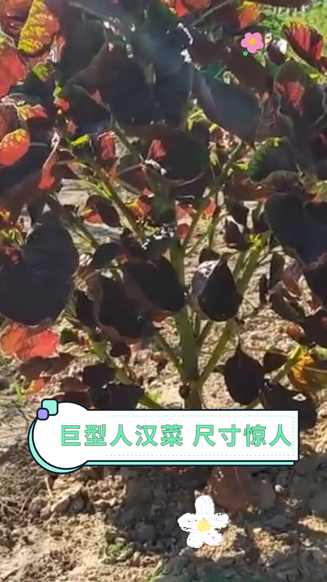 巨型人汉菜 尺寸惊人