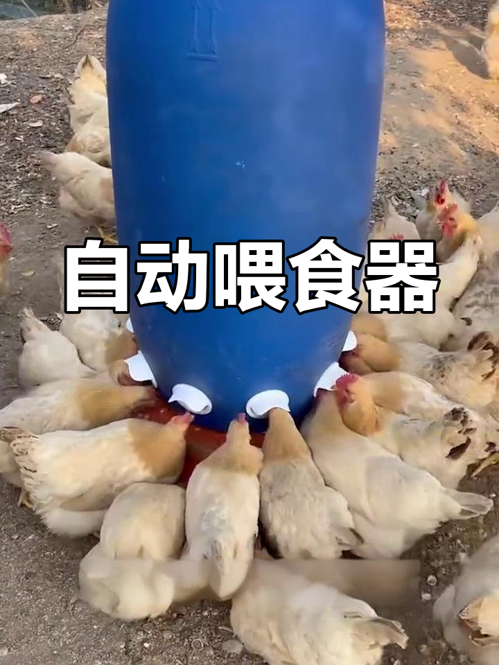 旅行前轻松喂鸡,自动饲料器来帮忙