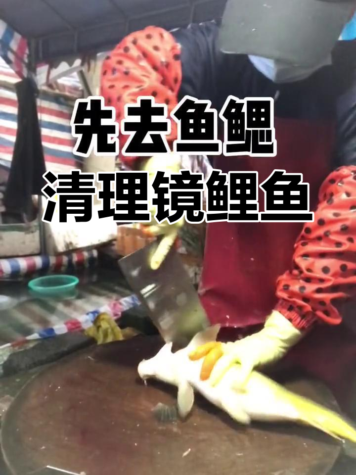 如何处理镜鲤鱼