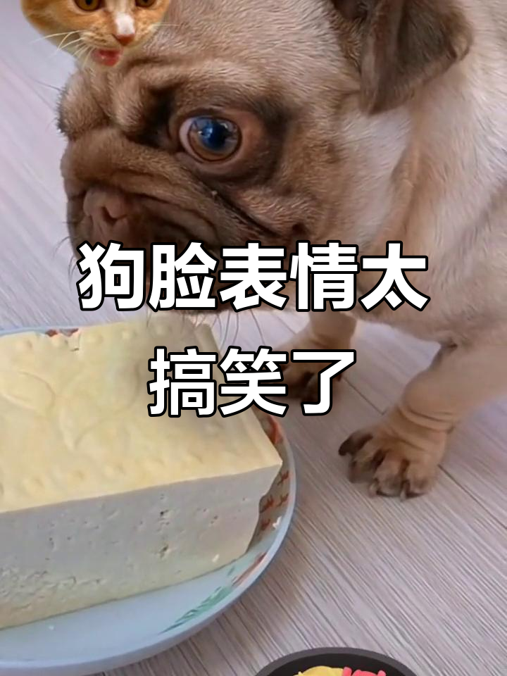 狗狗一脸懵逼,豆腐炖狗肉?笑到不行!