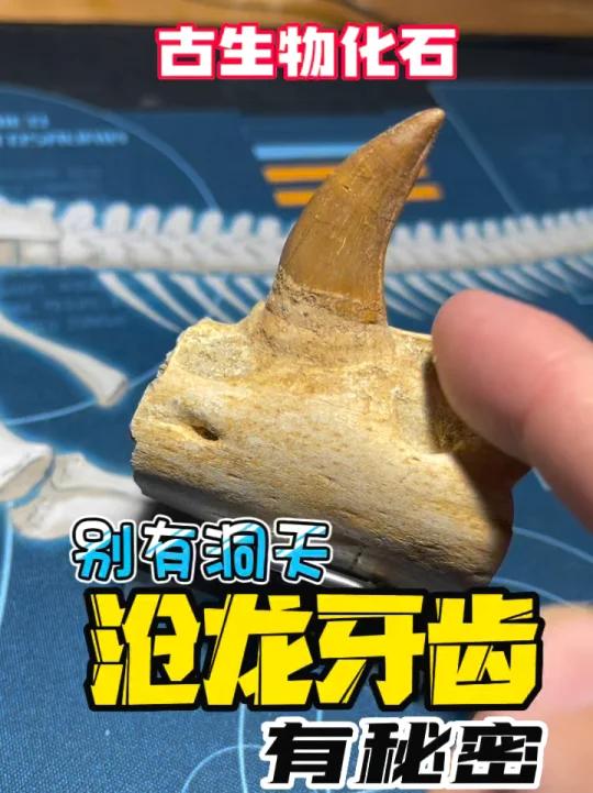 「化石」沧龙牙齿化石的秘密