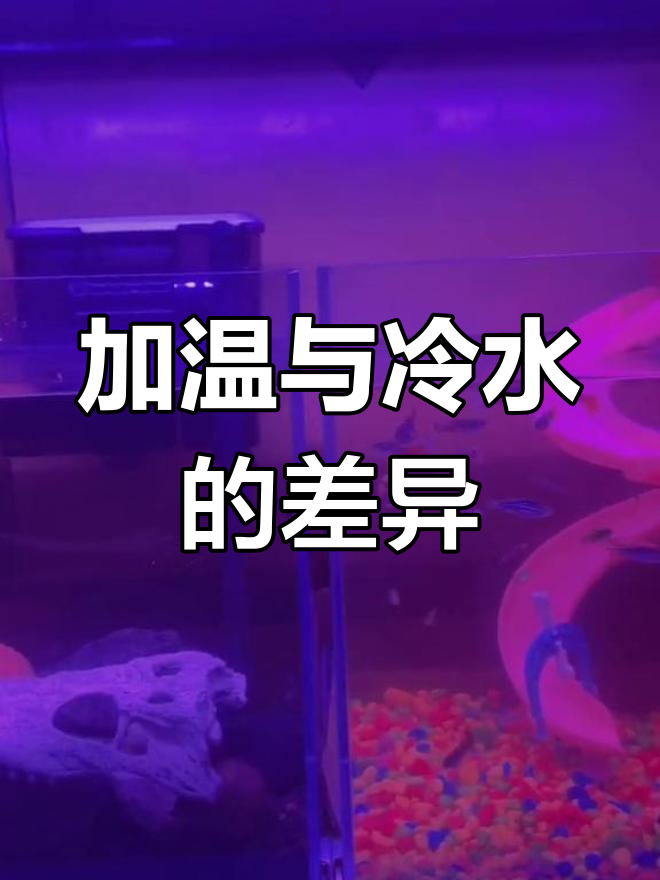 染色鱼问题解析:加温与冷水养法对比