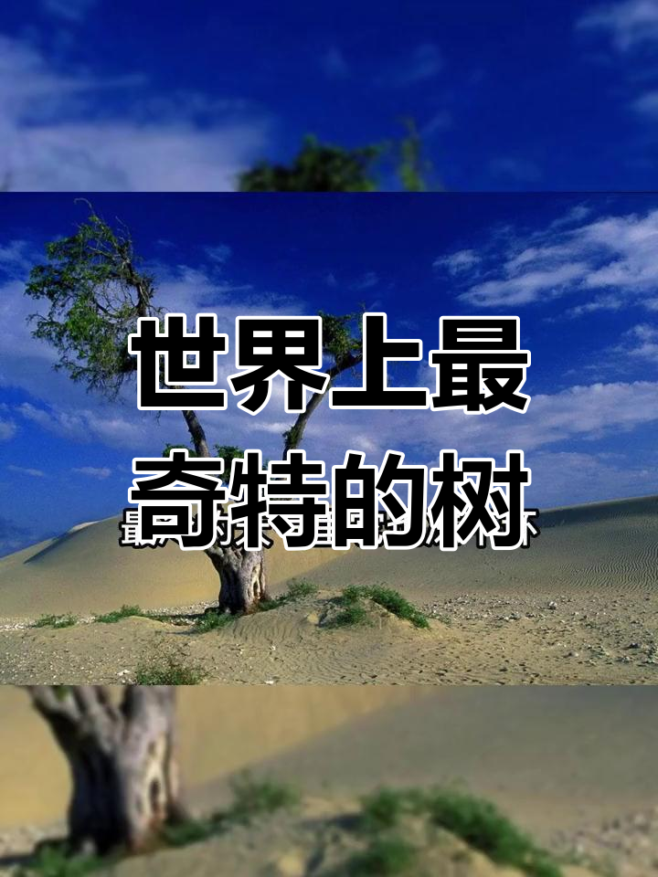 马达加斯加的奇特章鱼树,耐寒抗旱的奇迹