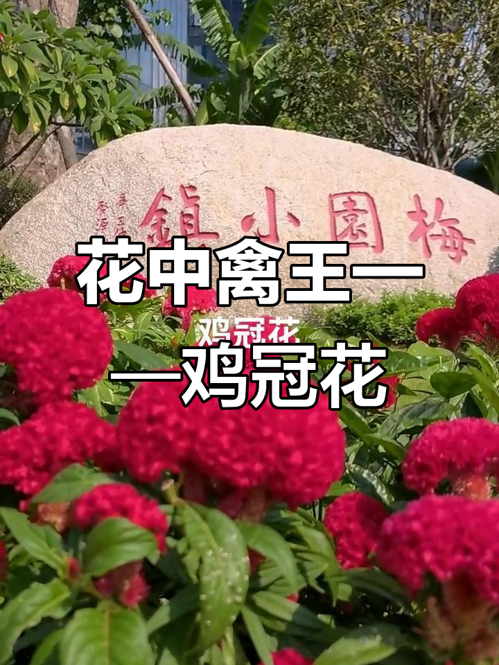 鸡冠花:寓意深刻,可食用又美观