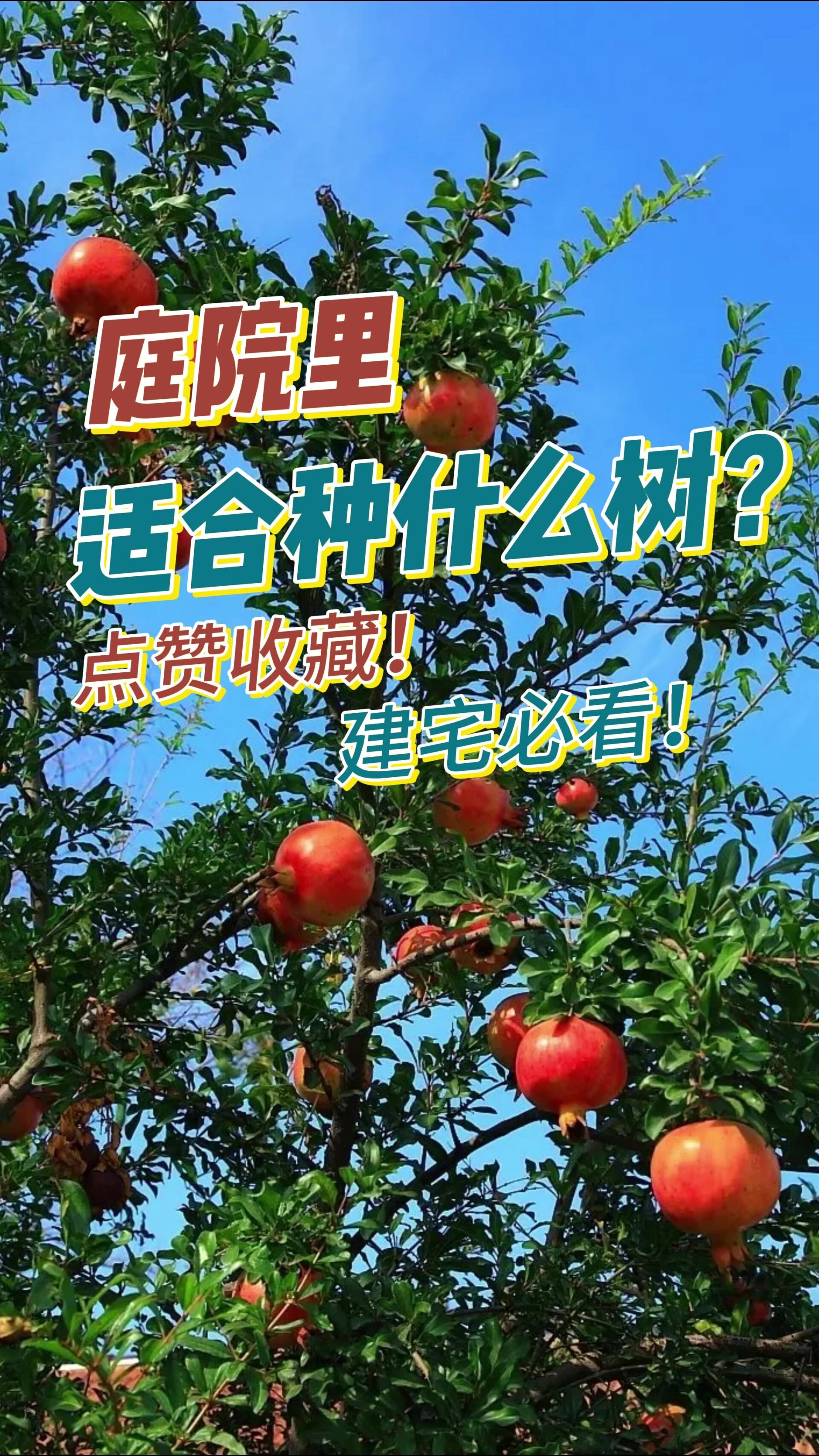 庭院里到底适合种什么树?
