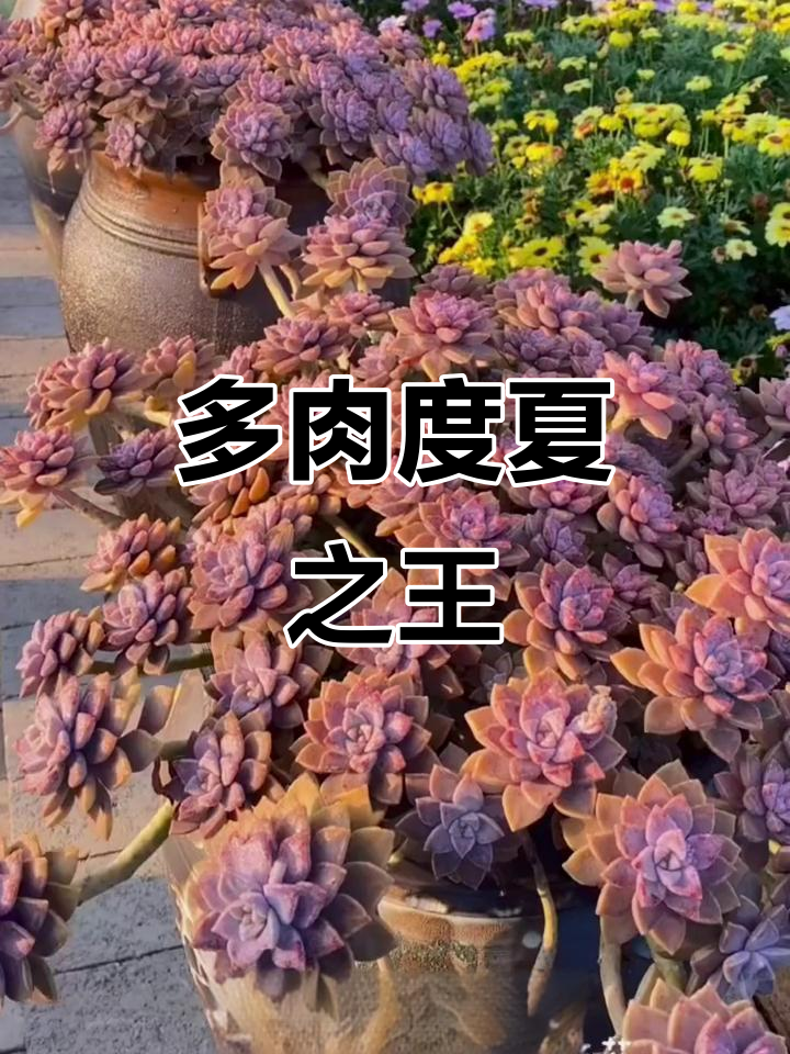 夏季多肉王者大揭秘：玫瑰夫人、保利安娜等十大明星植物