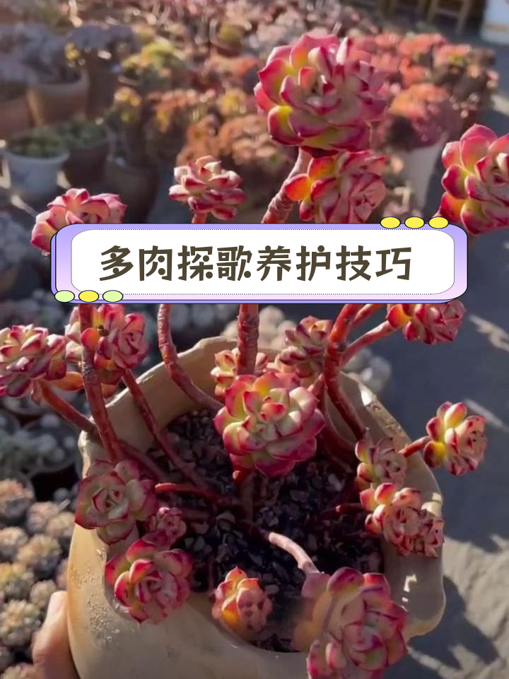 探歌多肉植物养护指南