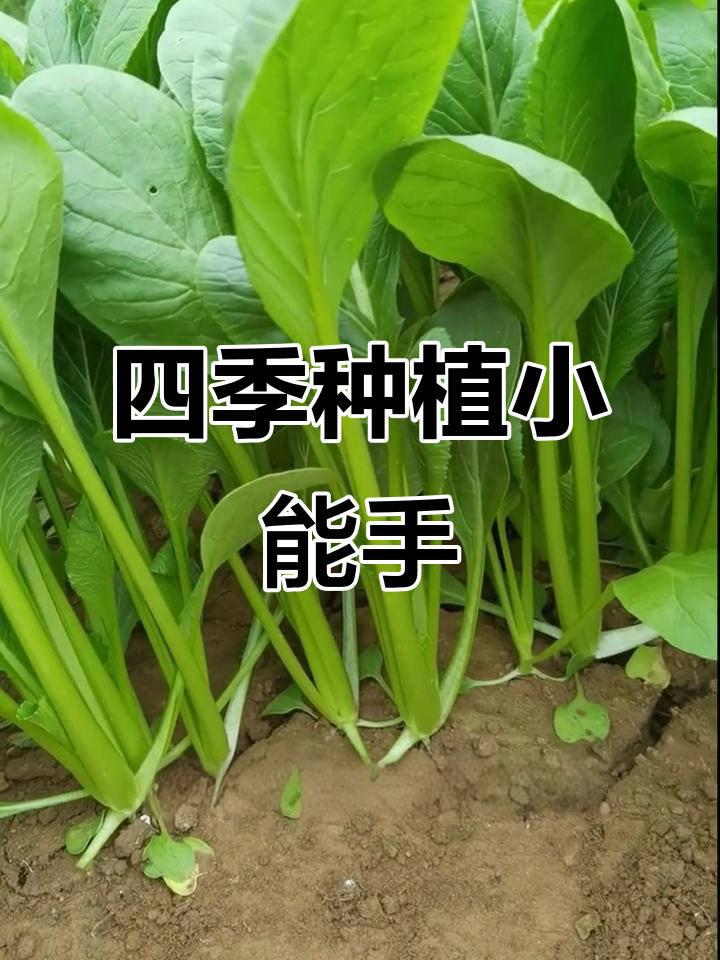 小菘菜四季可种,生长迅速,口感鲜美!