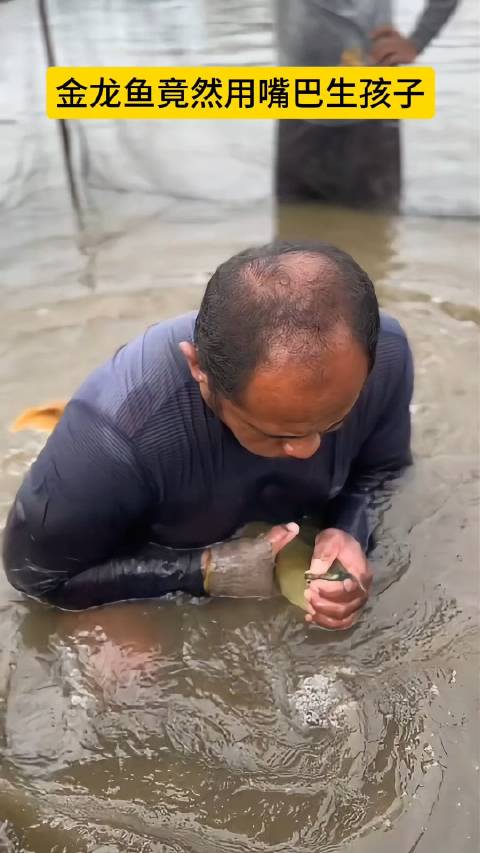 金龙鱼竟然用嘴巴生孩子龙鱼生子,见者好运,大吉大利,年年有鱼。网友:雄性龙鱼会把卵含在嘴里