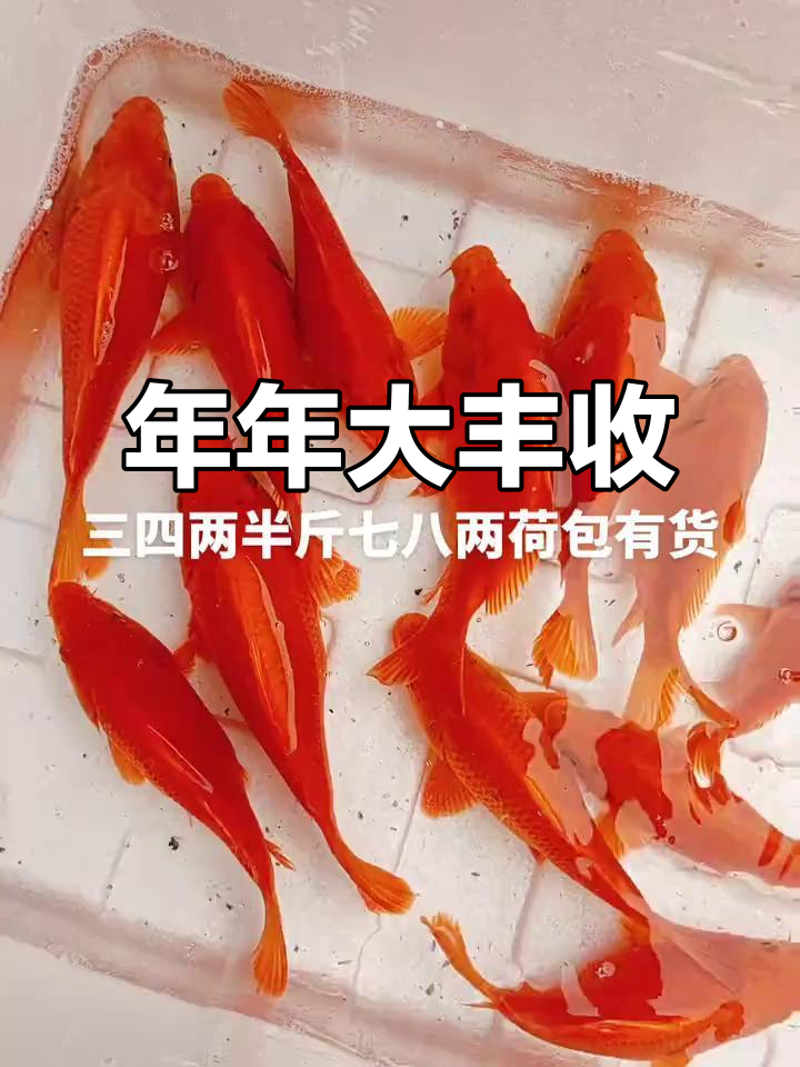 婺源荷包红鲤鱼：年年有余，养鱼的乐趣与收获
