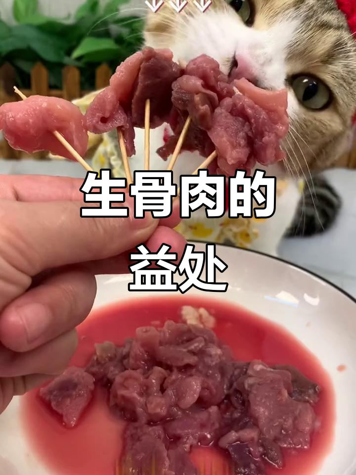 猫咪吃生骨肉的好处,你知道吗?