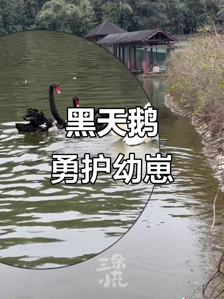 动物父母也能拼尽全力保护孩子,黑天鹅勇敢应对危险