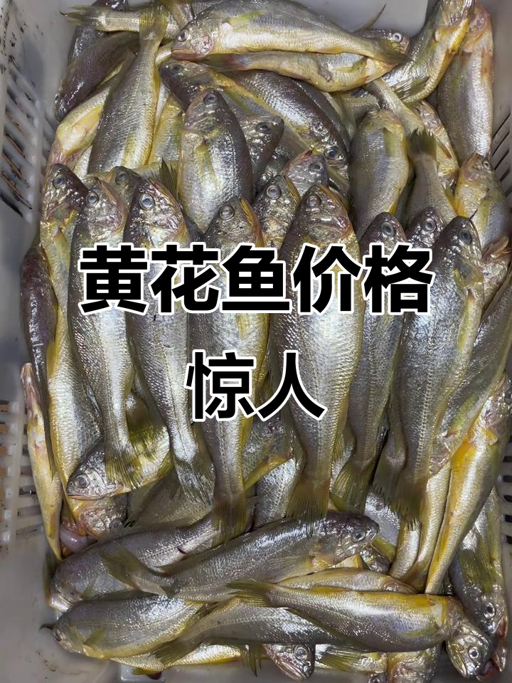 莆田黄花鱼超便宜,野生一斤仅60元!