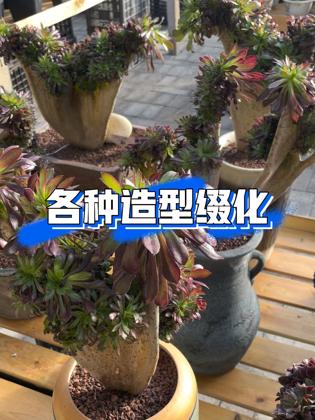 多肉植物～法师缀化