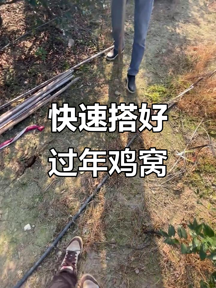 三小时搞定鸡窝,竹棚搭建全攻略