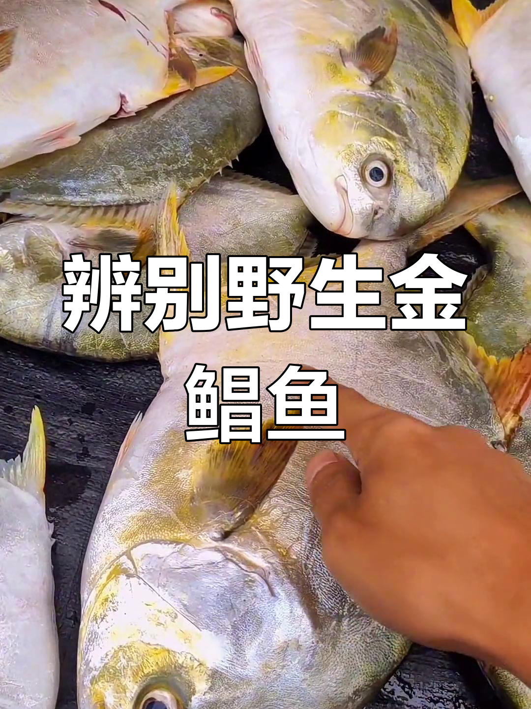 如何区分野生与养殖金鲳鱼