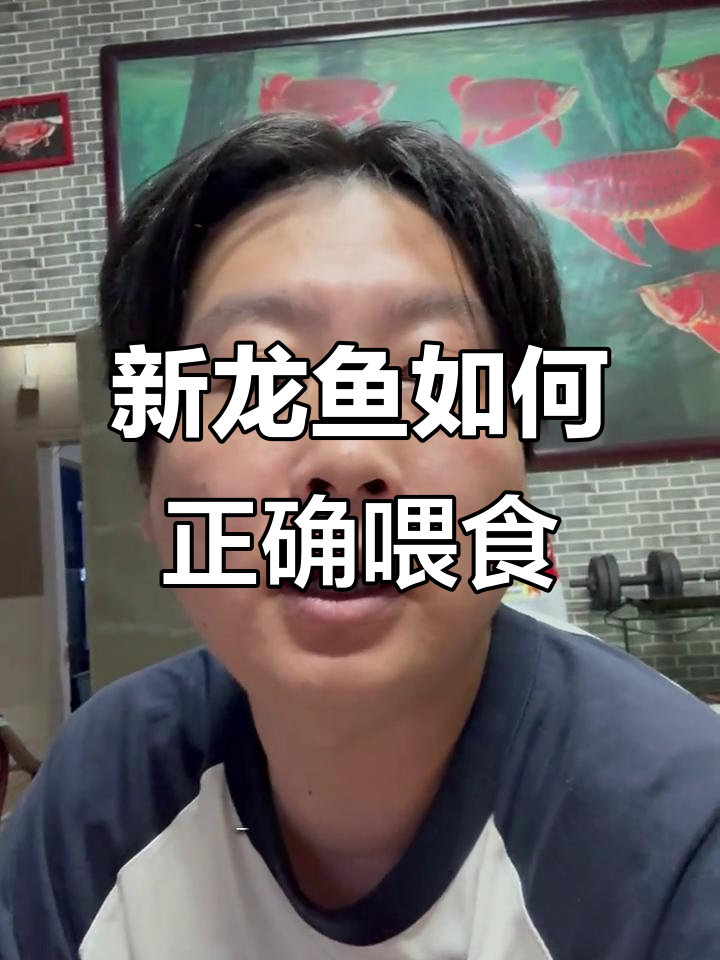 龙鱼喂食技巧:从苗子到成鱼的喂养方法