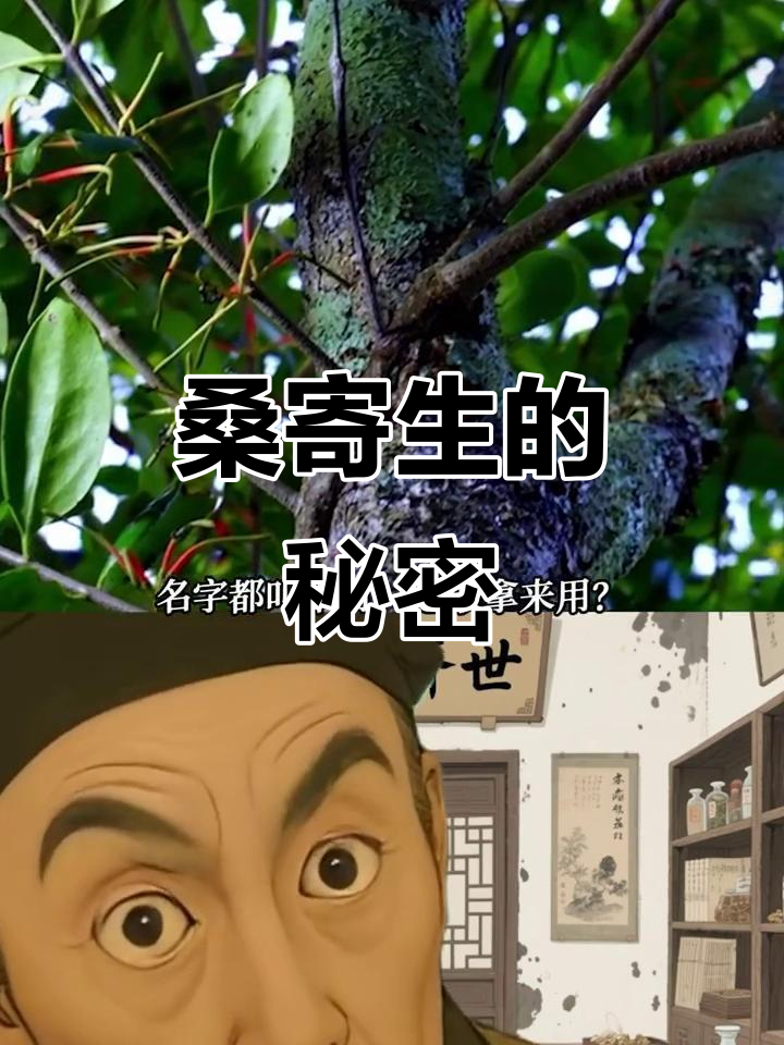 桑寄生:从被误认为是害虫,到神奇药材的真相
