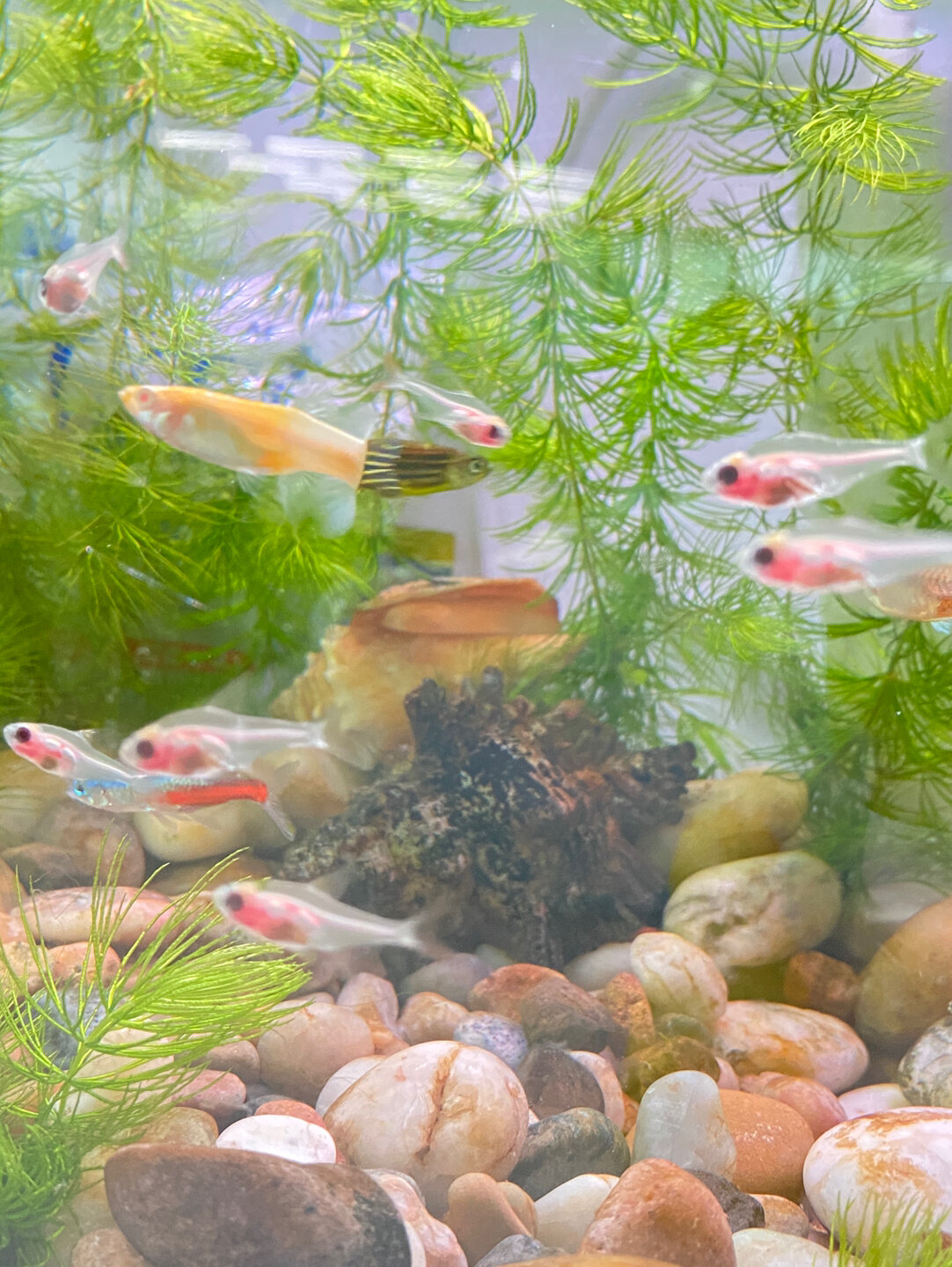 红肚玻璃鱼真的太可爱了