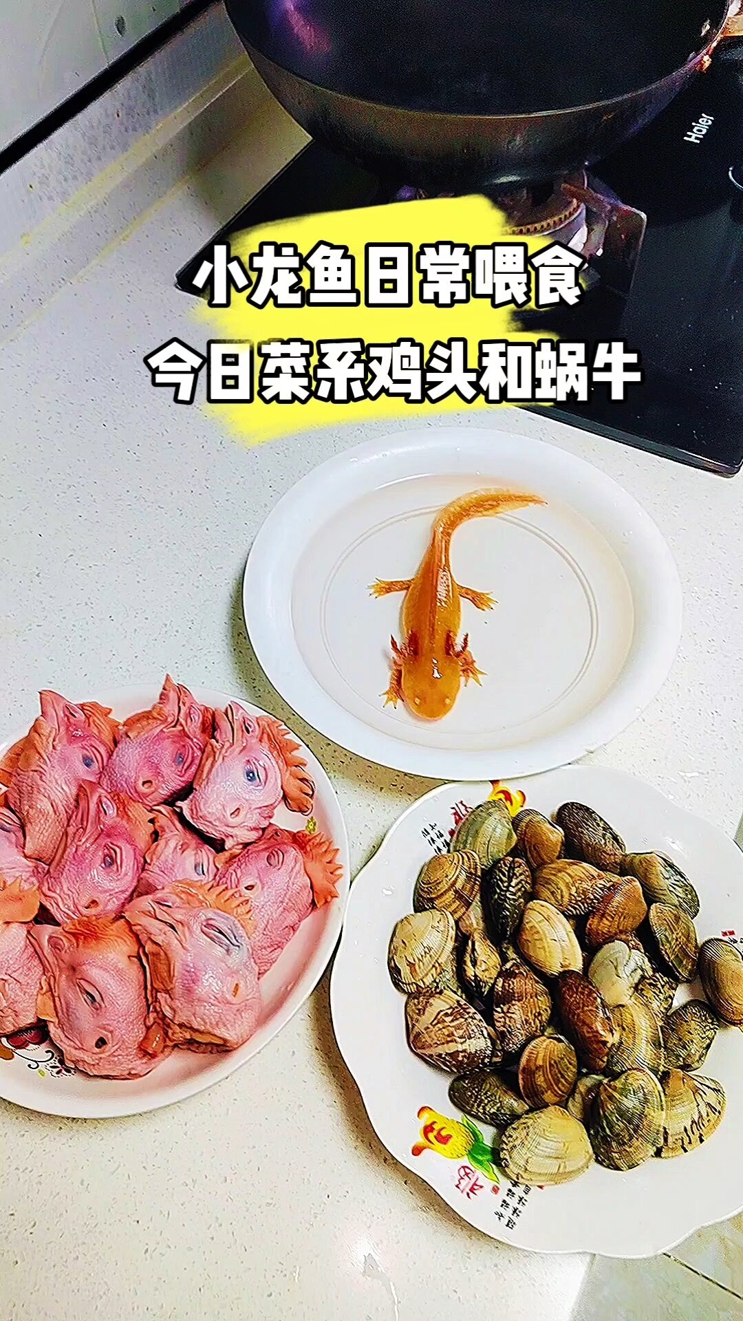 你家的小龙鱼都爱吃什么?