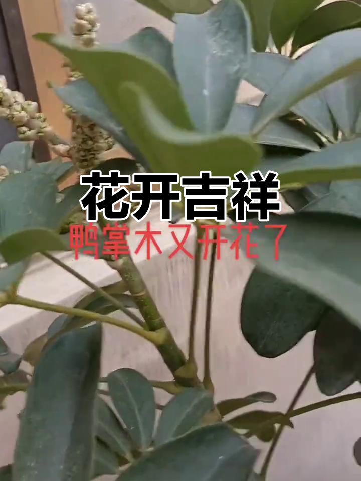 鸭掌木开花象征好运，预示着财运和子孙兴旺