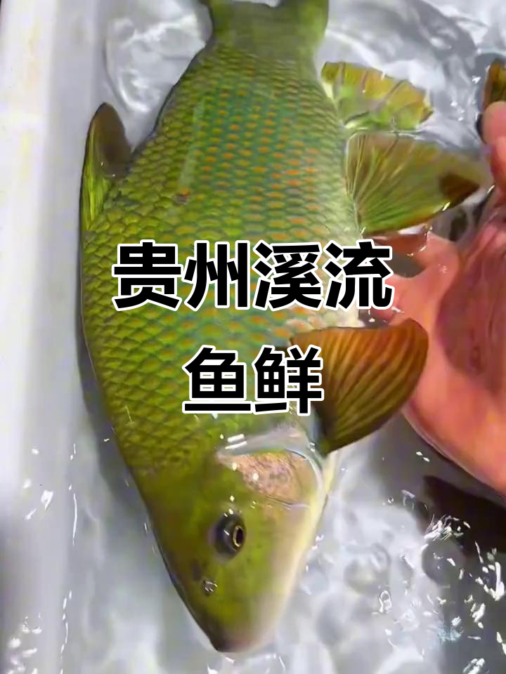 贵州溪流藏着这么多美味鱼种?钓鱼爱好者必看的美食指南