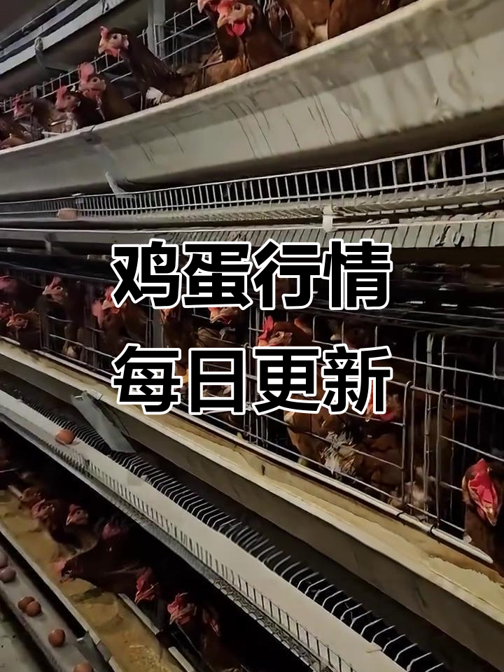 近期蛋价波动分析：市场供需如何影响价格走势