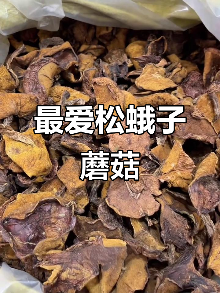 山东河北老乡最爱,松蛾子蘑菇炖鸡炖肉最香