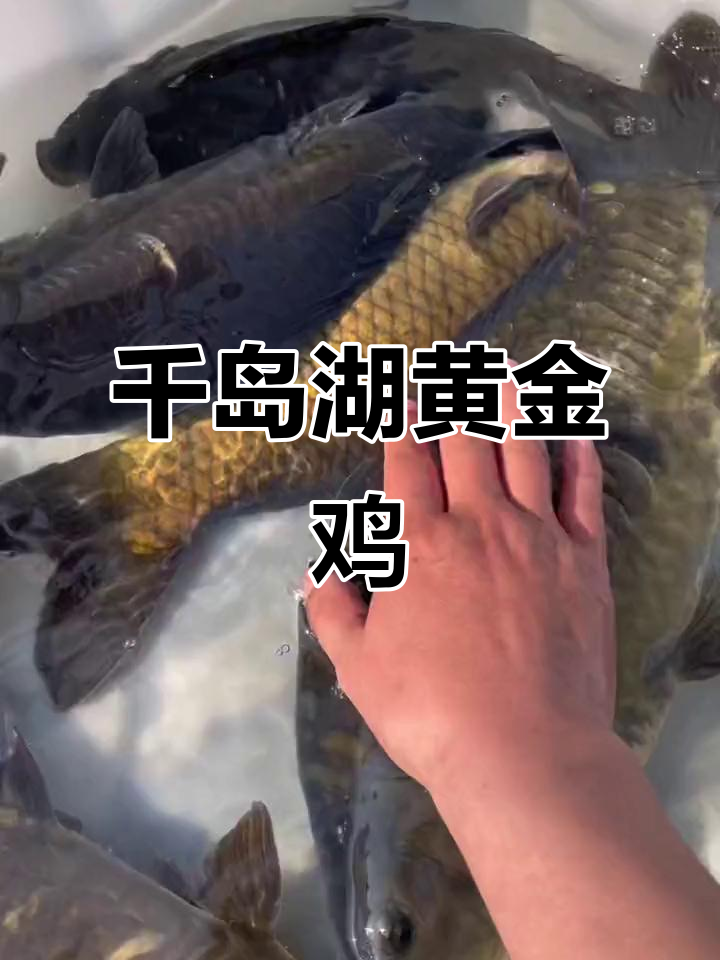 千岛湖黄金鲫鱼:三斤多超美,鳞片少又经济实惠