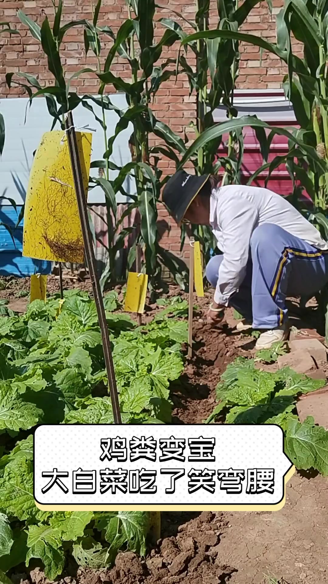 鸡粪变宝,大白菜吃了笑弯腰