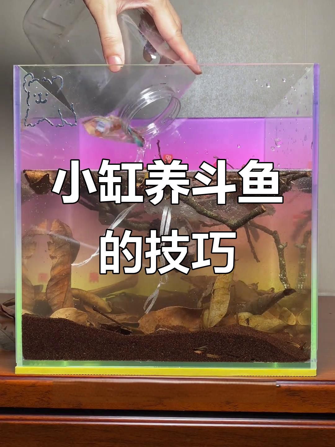 斗鱼小缸细节打造，水质调节与灯光设置全攻略