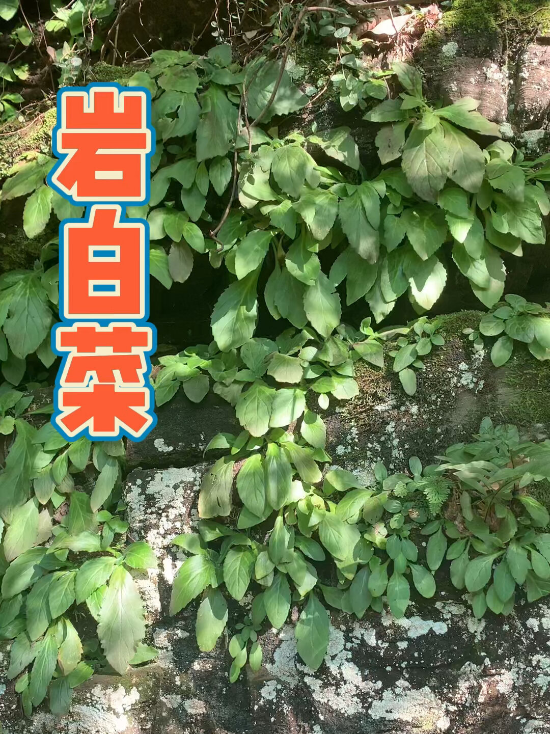 岩白菜,别名:岩壁菜、石白菜、岩七、红岩七