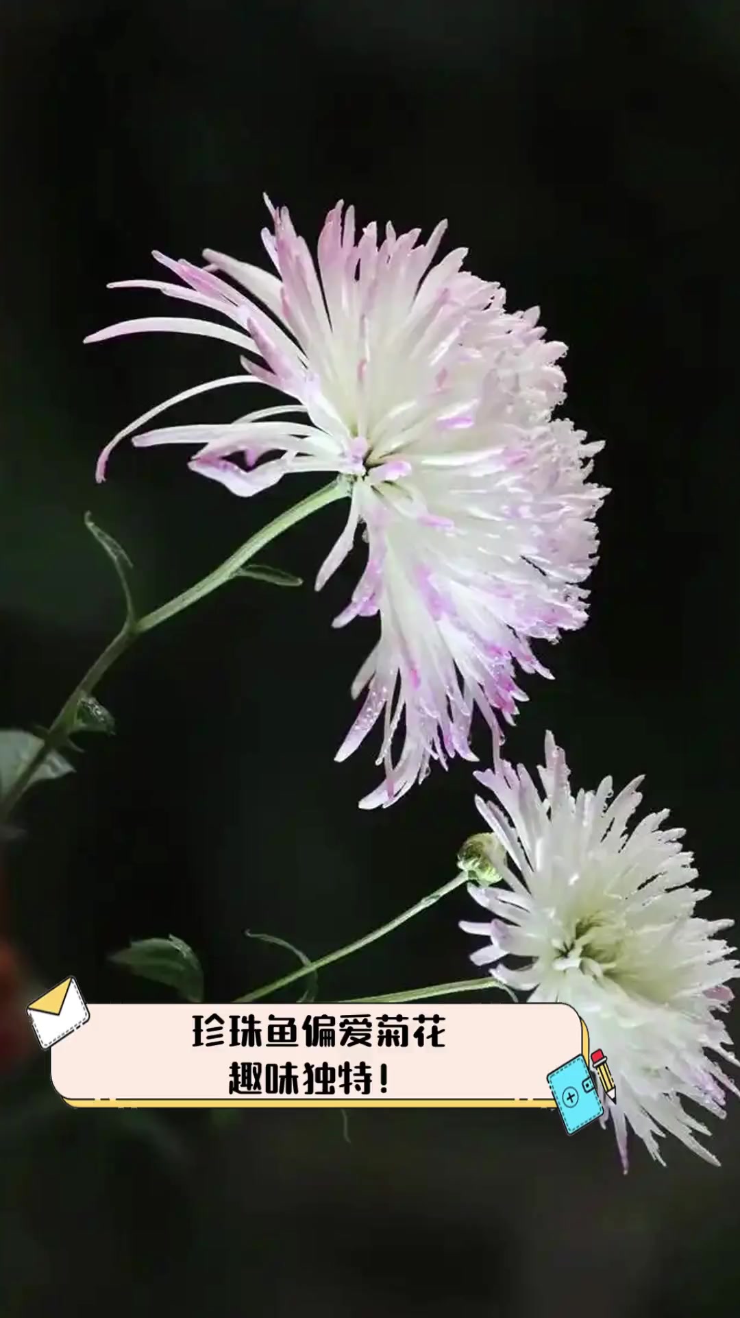 珍珠鱼偏爱菊花,趣味独特!