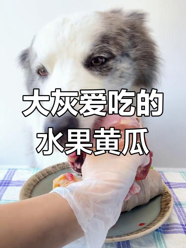 黄瓜绕猪小肠,大灰竟然爱吃!