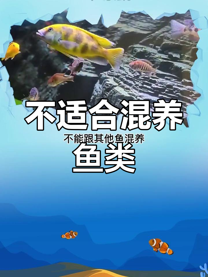 九种不适合混养的观赏鱼