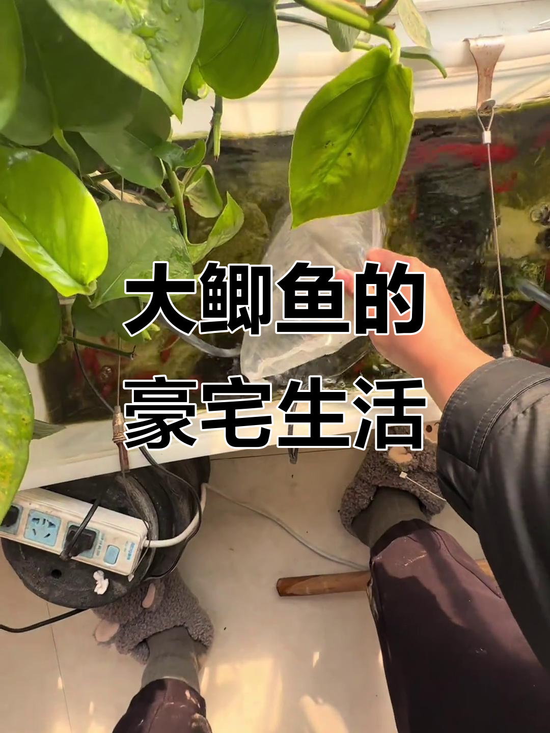 豪华别墅鱼缸里的神秘大鲫鱼，祖传剪刀破袋而出