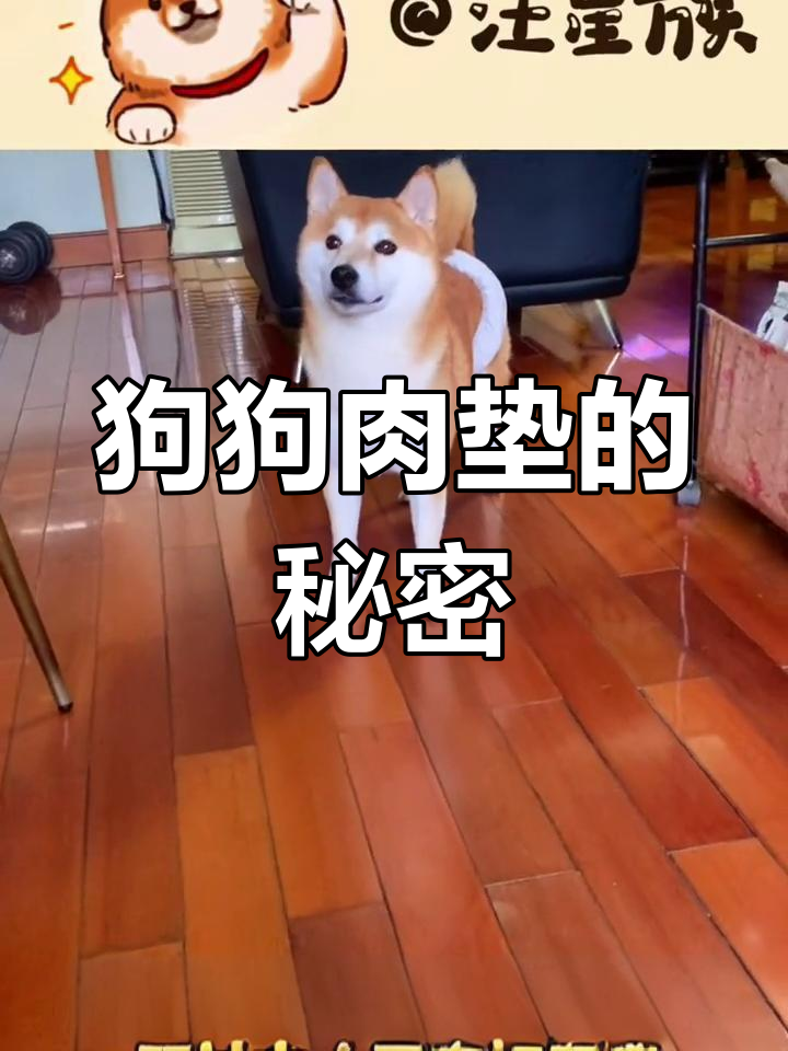 狗狗肉垫的健康信号，你注意到了吗？