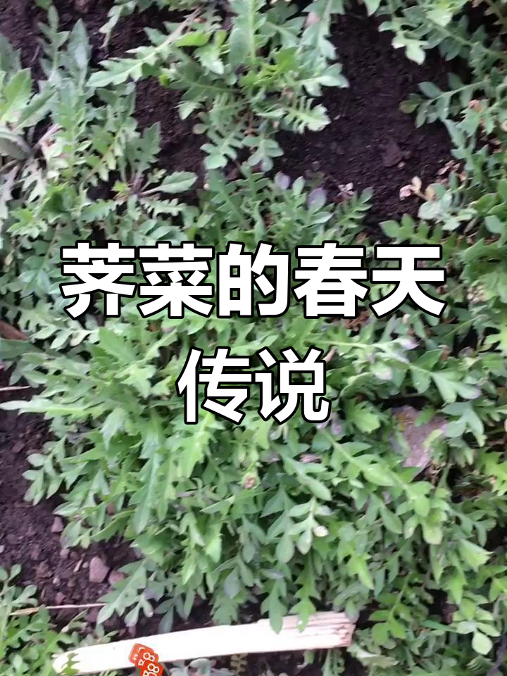 荠菜花煮鸡蛋,古老习俗背后的健康与祈愿