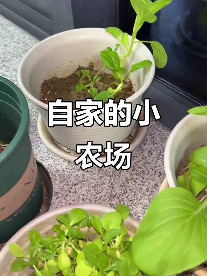 城市种菜，体验不一样的田园生活