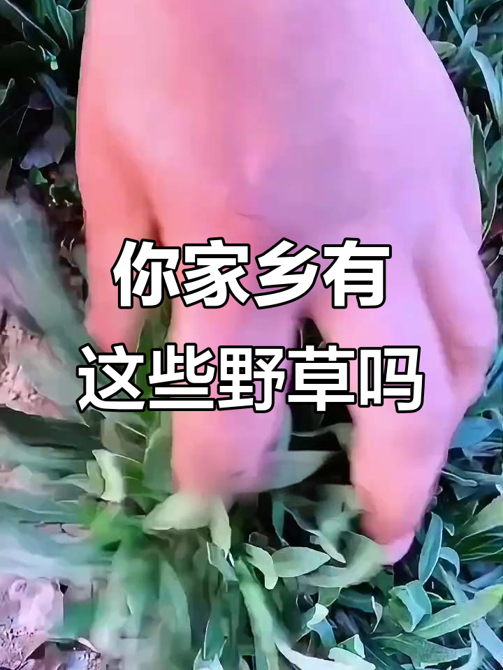 农村常见野菜大揭秘,看看这些你叫不出名字的植物