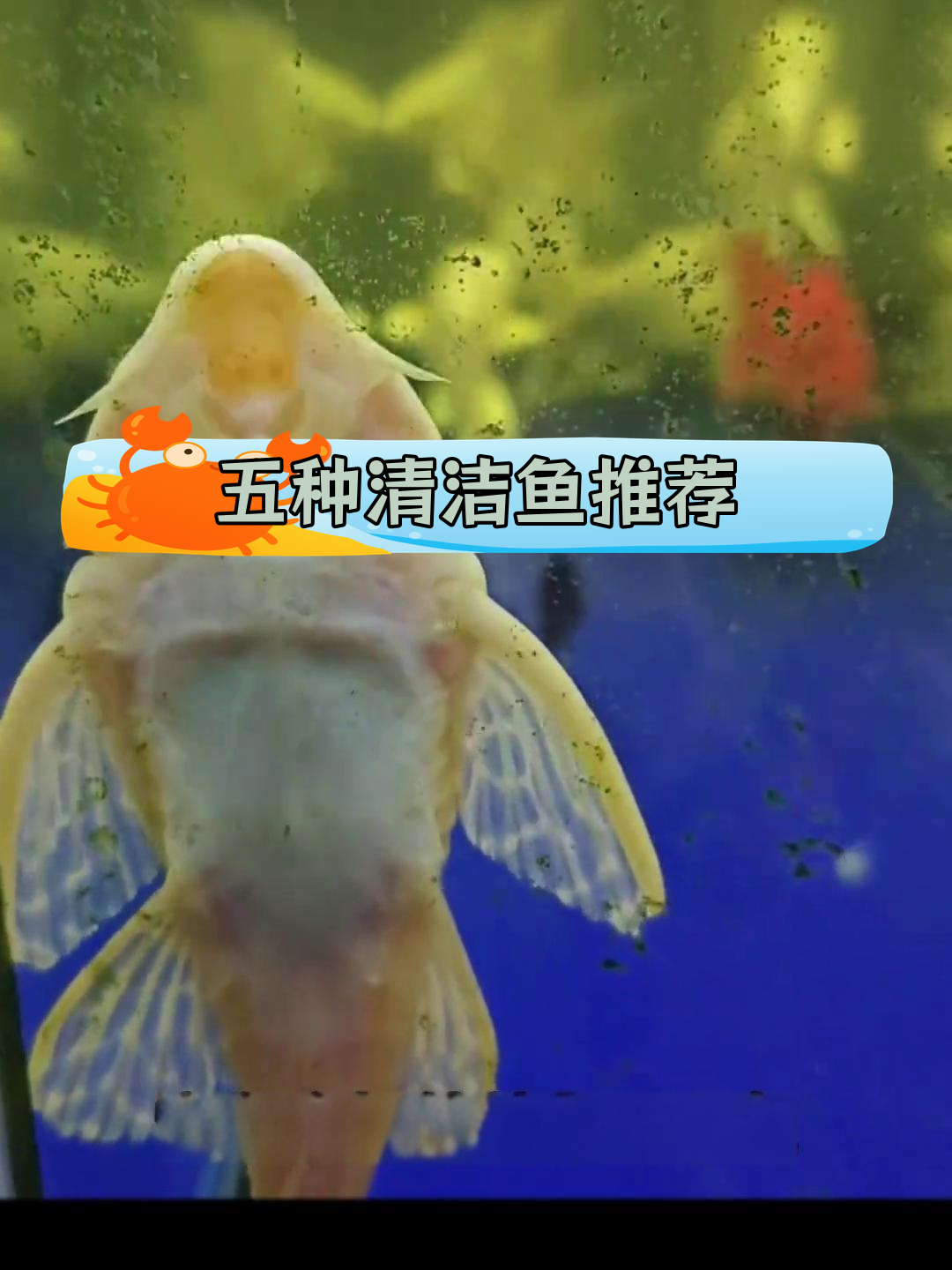 鱼缸清洁必备五种工具鱼,哪种效果最好?