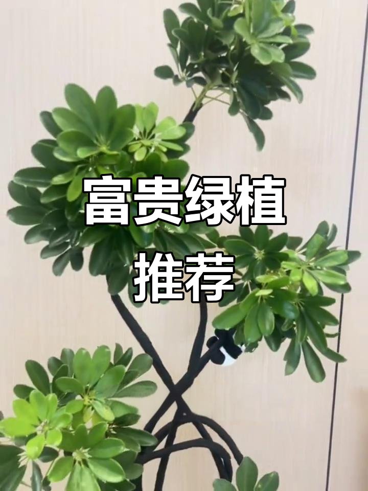 新款财鸭脚木,室内绿植,水培盆栽,寓意富贵