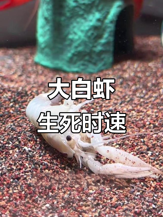 白色大虾突然死亡，抢救过程惊心动魄