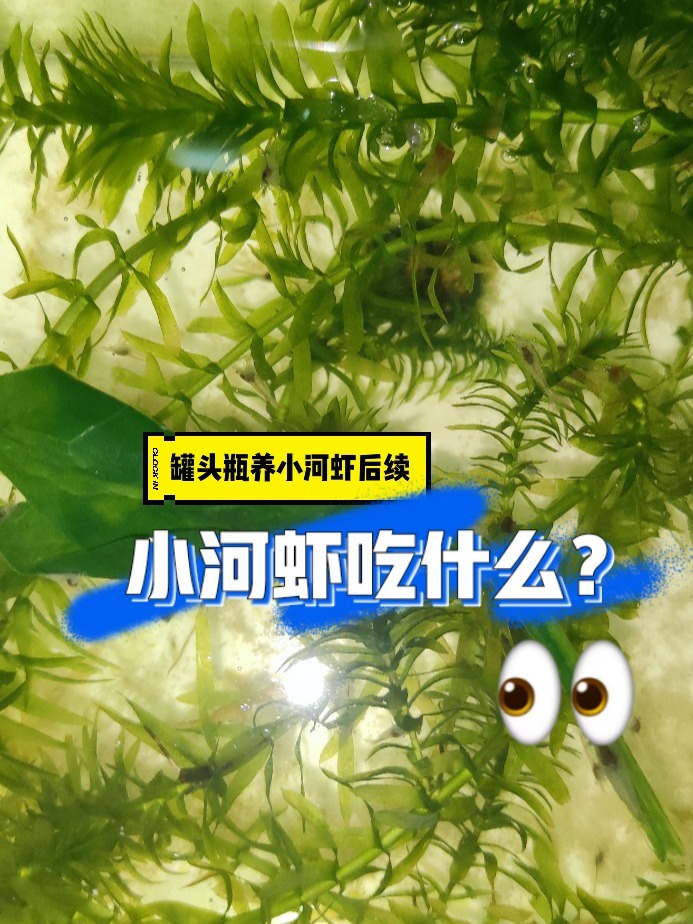 小虾吃什么?